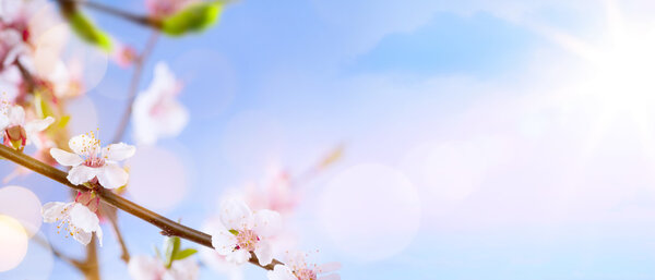 Arte Fondo de flor de primavera — Imagen de stock Arte Fondo de flor de primavera Imagen De Stock