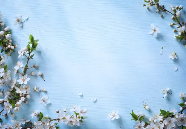 Arte Primavera fronteira fundo com flor branca — Fotografia de Stock