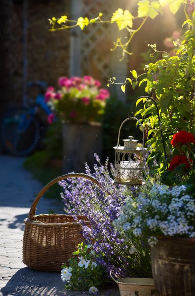 Art blooming flowers near the house in Provence — Stock Photo, Image