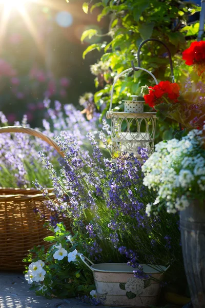 Art virágzó virágok Provence-ban a ház közelében — Stock Fotó