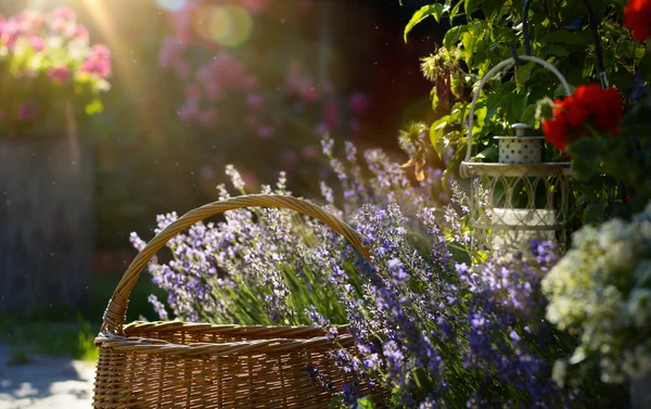 Art virágzó virágok Provence-ban a ház közelében — Stock Fotó