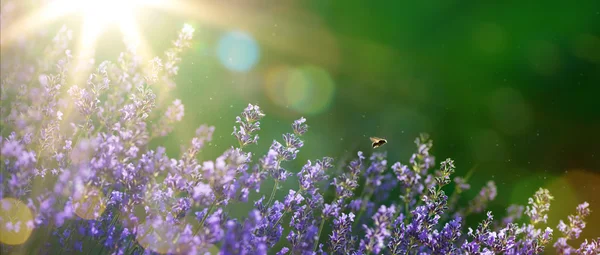 Lato artystyczne lub wiosna piękny ogród z kwiatami lawendy — Zdjęcie stockowe
