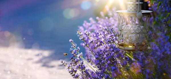 Sanat yaz veya bahar güzel bahçe lavanta çiçekleri ile — Stok fotoğraf