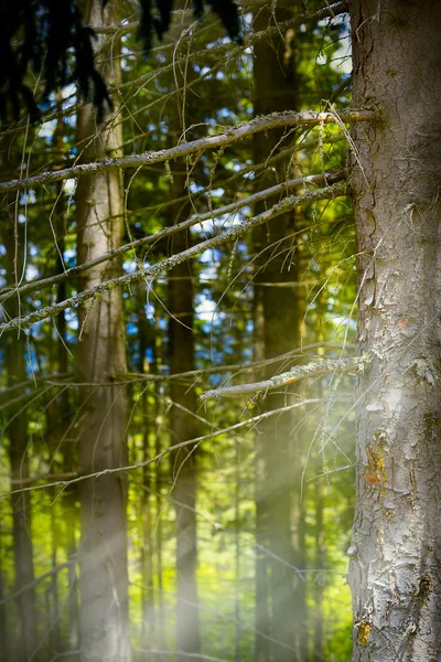 Art forêt de montagne, fond abstrait — Photo