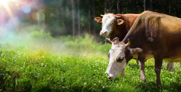 Arte vaca pastando en un prado de montaña — Foto de Stock