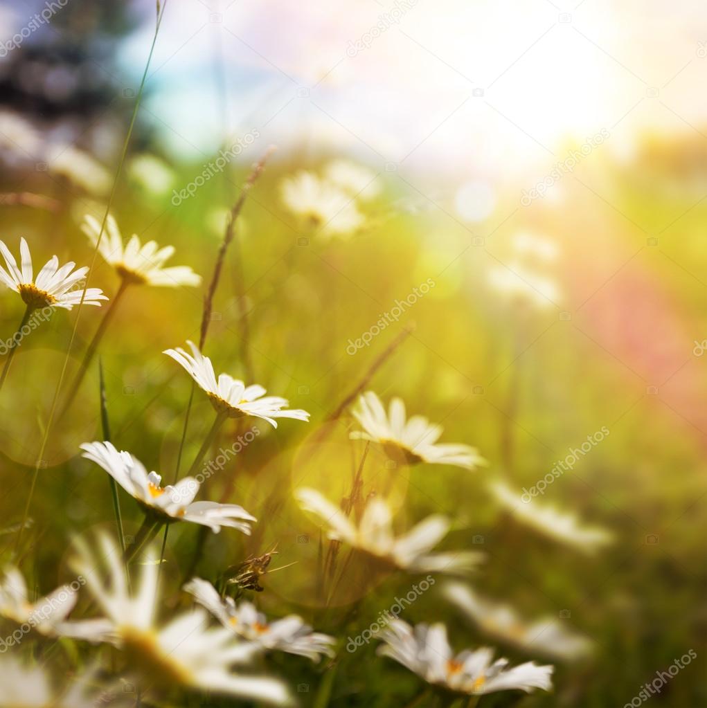 art abstract nature background with summer flower in grass 