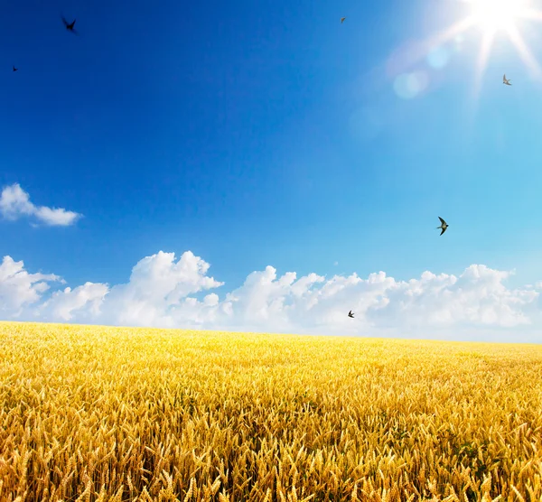 Art backdrop of ripening ears of yellow wheat field — Stock Photo, Image