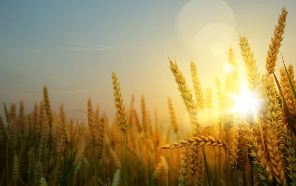Мистецький фон дозрівання вух жовтого пшеничного поля — стокове фото