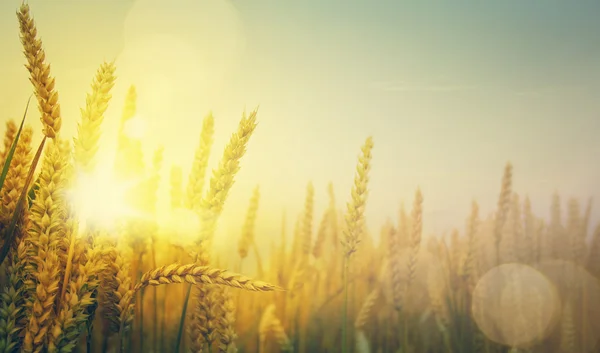 Kunst gouden tarweveld en zonnige dag — Stockfoto