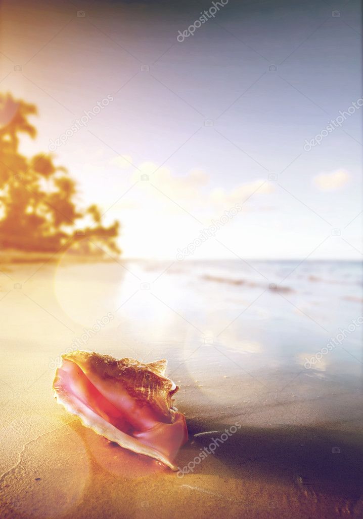 art Shell on the tropical beach 