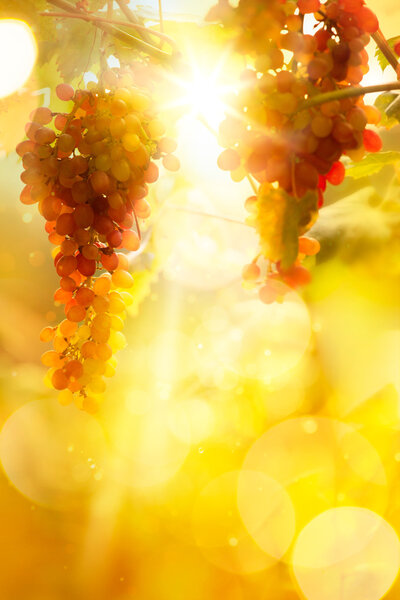 Art grape background. Vineyard harvest season. 