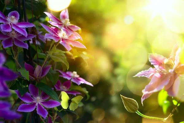 Arte Verano o primavera hermoso jardín fondo con clematis f — Foto de Stock