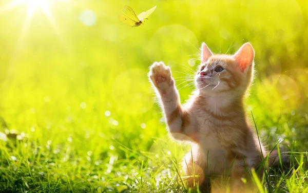 Art Young cat / kitten hunting a butterfly with Back Lit — Stock Photo, Image