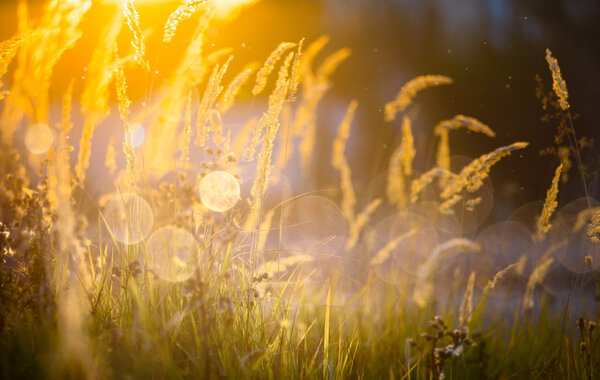 Art autumn sunny nature background