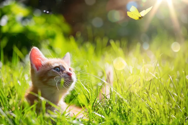 Τέχνη Young γάτα / kitten κυνήγι μια πασχαλίτσα με οπίσθιο φωτισμό — Φωτογραφία Αρχείου