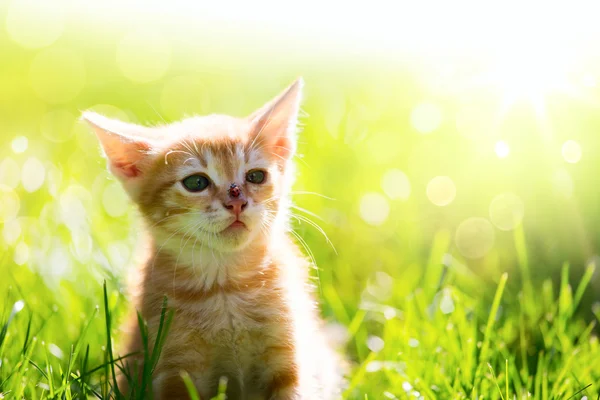 Arte pouco gengibre gato gatinho ao ar livre — Fotografia de Stock