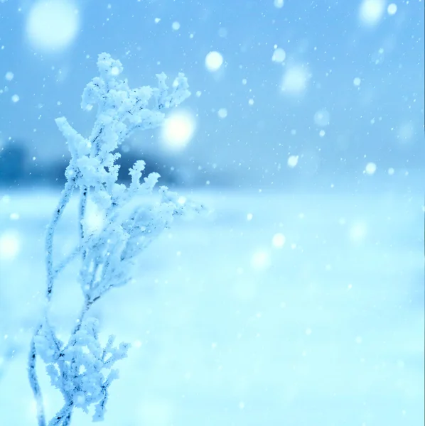 Umění vánoční zimní pozadí; zasněžená krajina — Stock fotografie