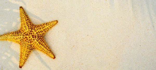 Kunst zomer tropisch strand achtergrond — Stockfoto