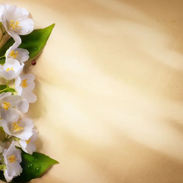 Konst våren blommor ram på papper bakgrund — Stockfoto