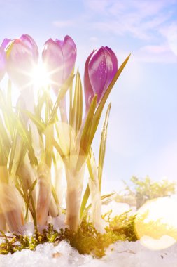 art spring flower  background