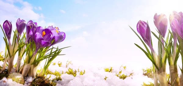 Konst våren blomma bakgrund — Stockfoto