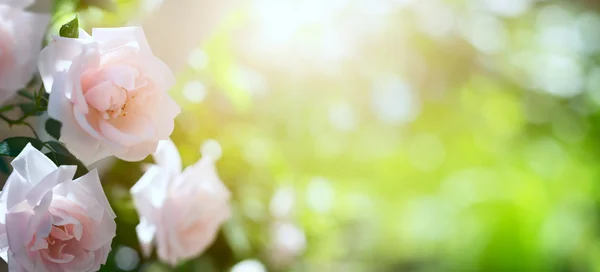 Kunst abstrakten Frühling oder Sommer floralen Hintergrund — Stockfoto