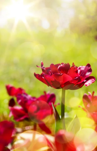 Konst våren floral bakgrund — Stockfoto