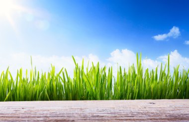 Art abstract spring or Summer background with green grass and wo