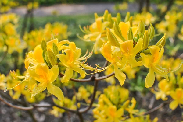 Rododendron Žlutý Luteum Sladký — Stock fotografie