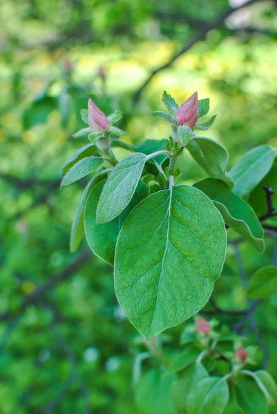 Tatarian Honeysuckle Lonicera Tatarica Růžovými Pupeny Zelenými Listy — Stock fotografie