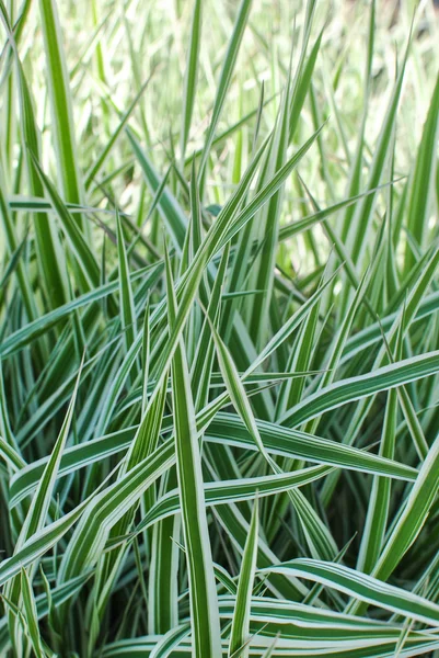 Grass gardener's-garters Phalaroides arundinacea — Stock Photo, Image