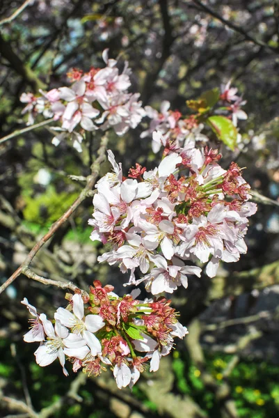 Kwitnące drzewa sakura — Zdjęcie stockowe