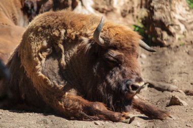 Avrupa bizonu (Bison bonasus)