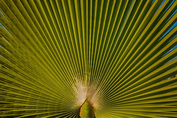 Zöld palm tree levél textúra — Stock Fotó