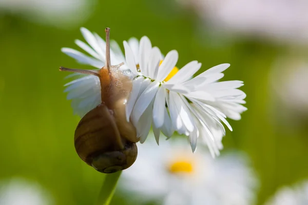 Snail on the English Daisy (Bellis perennis) — Stock Photo, Image