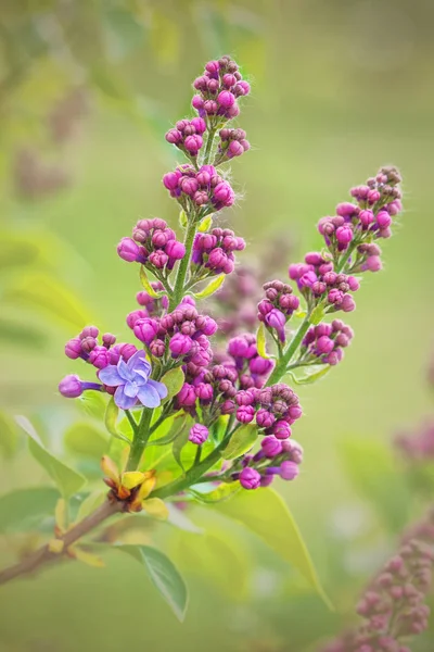 Sering (Syringa vulgaris) begint te bloeien — Stockfoto