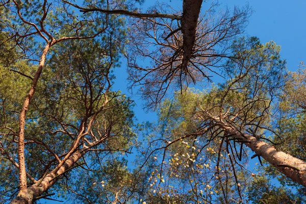 Three pine trees against blue sky — Stock Photo, Image