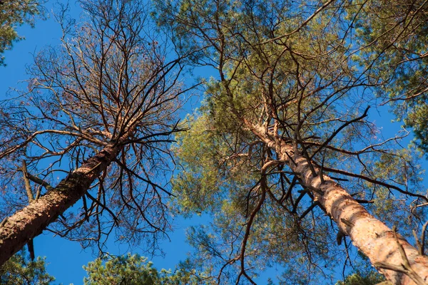 Two pine trees agains blue sky — Stock Photo, Image
