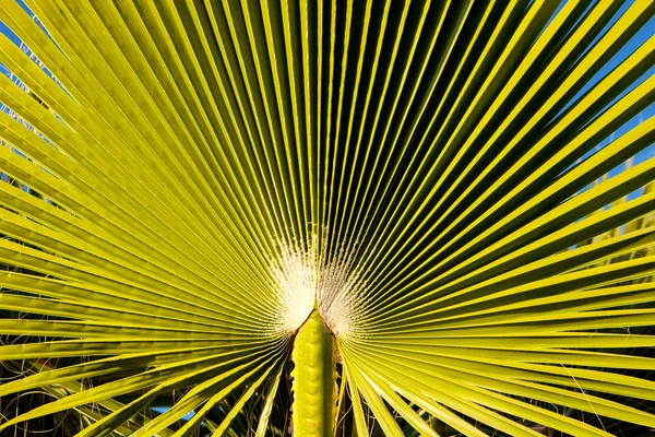 Textura verde da folha da palmeira — Fotografia de Stock