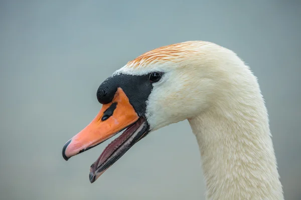 Dilsiz kuğu (Kuğu rengi)) — Stok fotoğraf