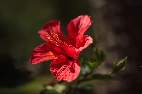 Hibisco chino (Hibiscus rosa-sinensis ) — Foto de Stock