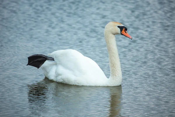 Doofstomme zwaan (Cygnus olor) — Stockfoto