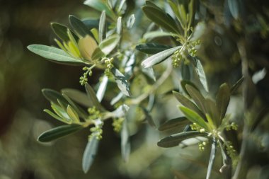 Zeytin ağacının (Olea europaea çiçekli)