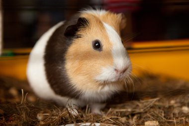 Eskiden şiling şimdi domuz, Cavia porcellus, popüler ev hayvan