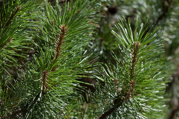 Twijgen van groene naaldboom — Stockfoto