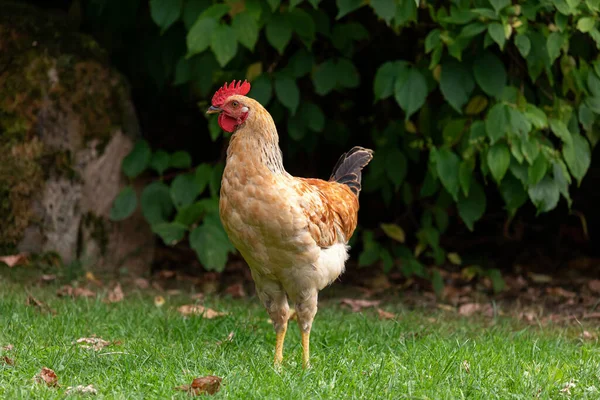 Frigående Kyckling Traditionell Fjäderfäfarm Kyckling Gräset — Stockfoto