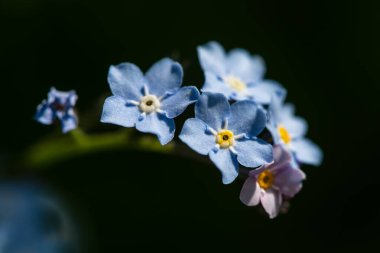Bahar bahçesinde Unutulmayan Alan (Myosotis arvensis)
