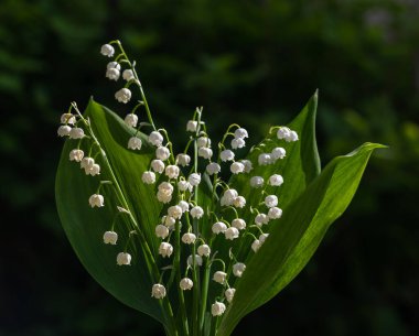 Vadideki Zambak (Convallaria majalis), bahar ormanında çiçek açıyor, yakın plan.