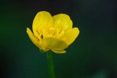 Çayırdaki soğanlı düğün çiçeği ya da Aziz Anthony şalgamı (Ranunculus bulbosus)