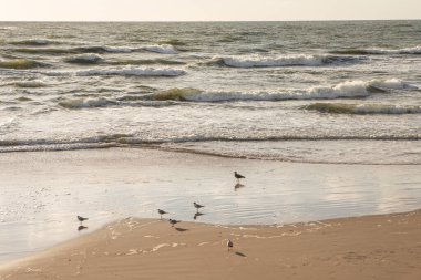 Litvanya, Palanga 'da Baltık Denizi kıyısında kum, dalga ve martılar